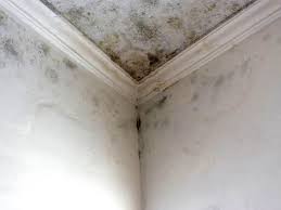 Mold Remediation for Rental Properties